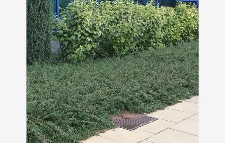 Skalník dammerov Eichholz 20-30cm, kont. 2 l