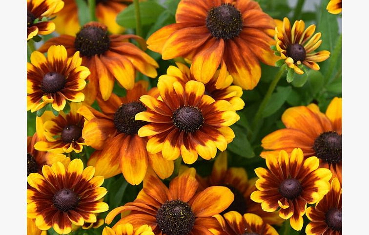 Rudbekia Littlebeckia Sunrise - Rudbeckia, kont. 1 l