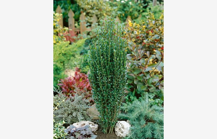 Cezmína vrúbkovaná Fastigiata 30-40 cm, kont. 2 l