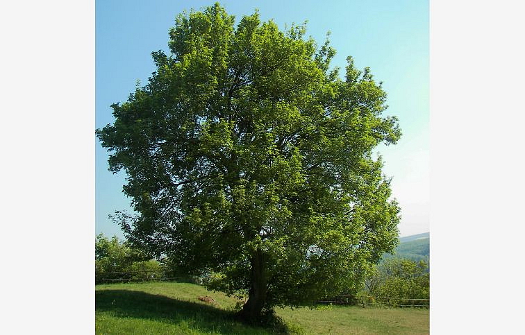Javor poľný 300-350 cm, obvod kmeňa 8-10cm, kont. 35 l