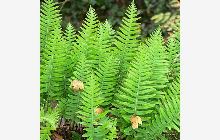 Sladič obyčajný - Polypodium vulgare, kont. p15