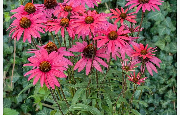 Echinacea purpurová Glowing Dream, kont. 1 l