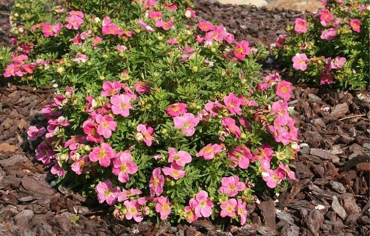 Nátržník krovitý Bellissima 15-20cm, kont. 2 l