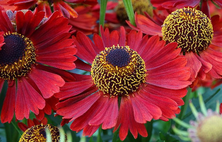 Helénium hybridné Mariachi Siesta, kont. 1 l