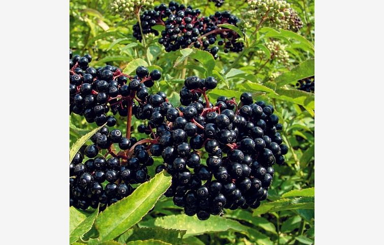 Baza čierna veľkoplodá Haschberg 60-90cm, kont. 4 l