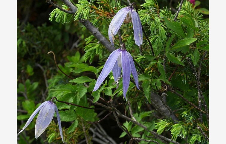 Plamienok alpínsky 50-60 cm - Clematis alpina, kont. p14