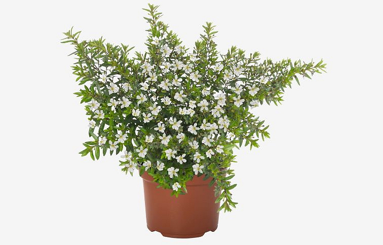 Kufea My Cap White - Cuphea, kont. 0,5 l