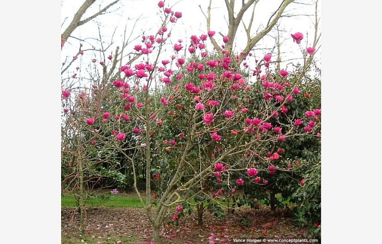 Magnólia hybridná Cleopatra 80-100 cm, kont. 6 l