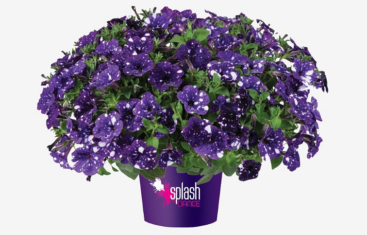 Petúnia Splash Dance Bolero Blue, kont. 0,5 l