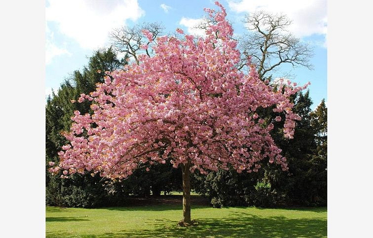 Okrasná čerešňa Kanzan na 200-220cm kmienku, výška 240-280cm, obv. km. 6-8cm, kont. 18-25l