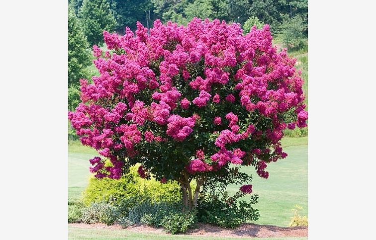 Myrta krepová tmavo ružová 70-100 cm, kont. 3 l