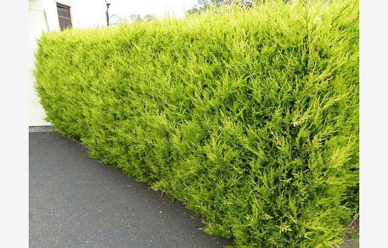 Cyprusovec leylandský Castlewellan 30-50cm - Cupressocyparis leylandii kont. 2 l