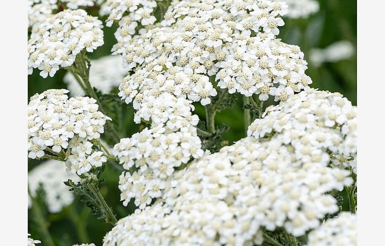 Rebríček Schneetaler - Achillea, kont. 0,5 l