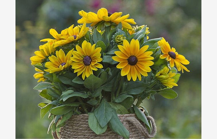 Rudbekia Sunbeckia Maya - Rudbeckia, kont. 1 l