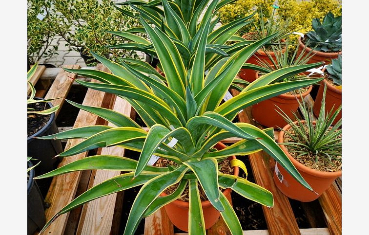 Agave DESMETIANA VARIEGATA 20-40 cm, kont. 7,5 l