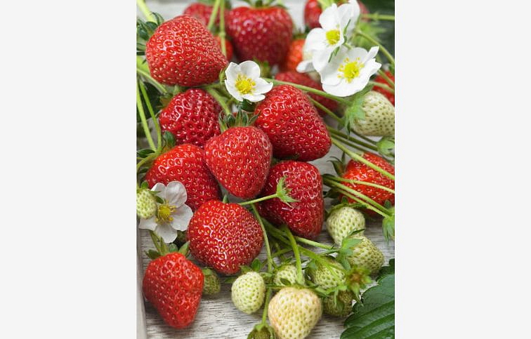 Jahody stálerodiace Murano - Frigo sadba A, zväzok 10 ks