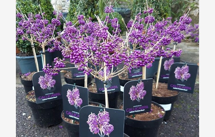 Krásnoplodka Bodinieri Profusion na 80-90 cm kmienku,výška 110-130 cm, kont. 9 l