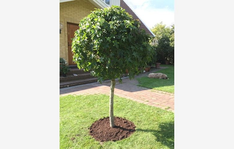 Ambrovník styraxový Gum Ball na 180-210cm kmeni, v. 240-280cm, obv. kmeňa 8-10cm, C20-30l