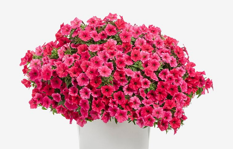 Petúnia Supertunia Vista Paradise, kont. 0,5 l