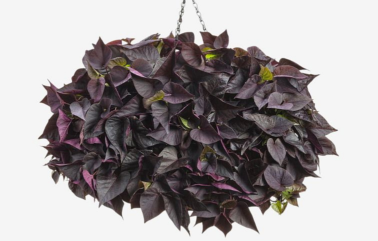 Povojník batatový Jet Black - Ipomea, kont. 0,5 l