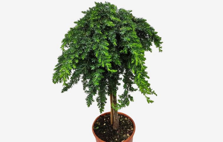 Borievka pobrežná BLUE PACIFIC na kmienku 45-50 cm, kont. 5 l