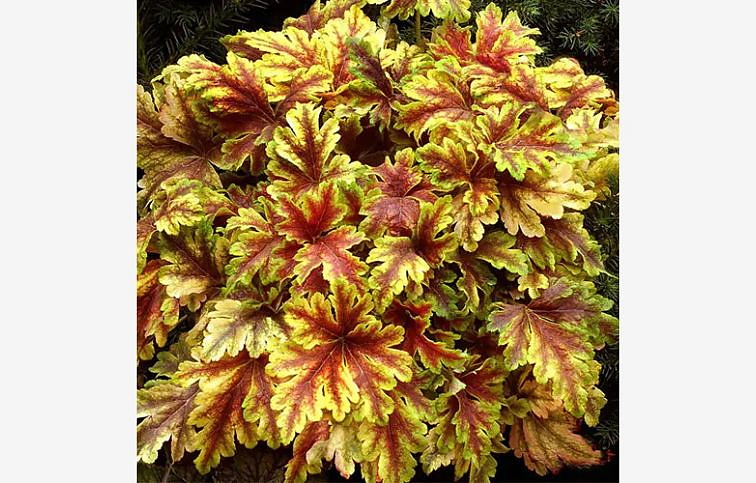 Heucherela Gold Zebra - Heucherella, kont. 0,5 l