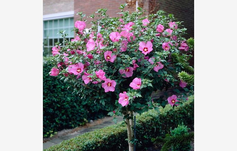 Ibištek sýrsky WOODBRIDGE na cca 60 cm kmienku, výška 120-130 cm, kont. C5