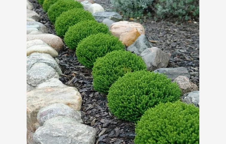 Hebe Emerald Gem 10-15 cm, kont. p9