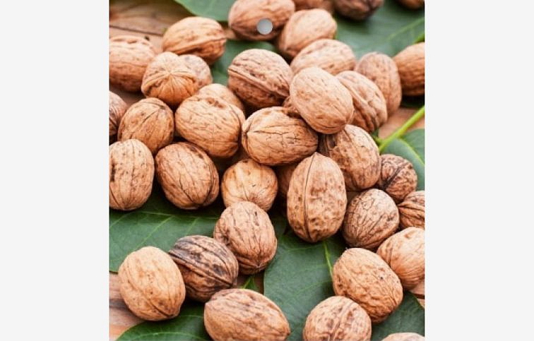 Orech kráľovský SEIFERSDORFSKÝ 100-120 cm, kont. 6 l