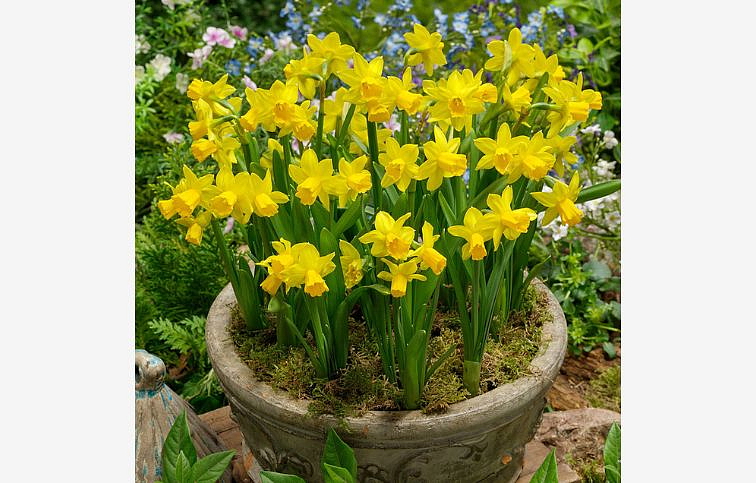 Narcis TETE-Á-TETE 5 ks v balení