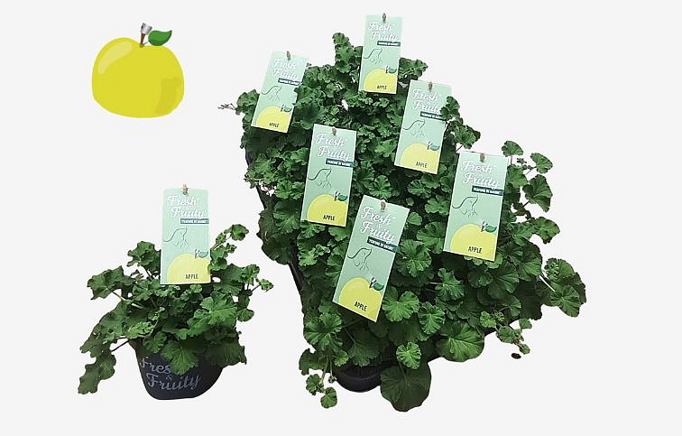 Muškát vonný Apple - Pelargonium odoratissimum, kont. p12