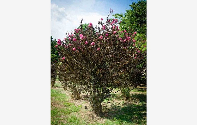 Myrta krepová BLACK SOLITAIRE Shell Pink 70-90cm, kont. 10 l