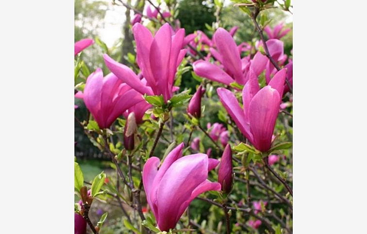 Magnólia hybridná Susan 120-140 cm, kont. 10 l