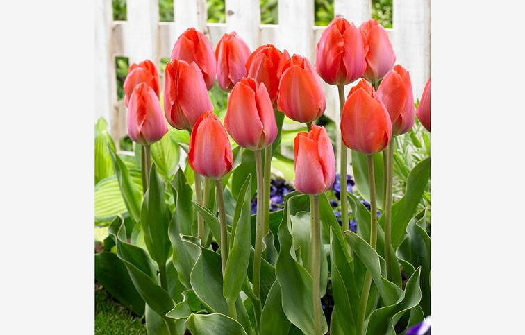 Tulipán Orange van Eijk 3 ks v kont. 0,5 l