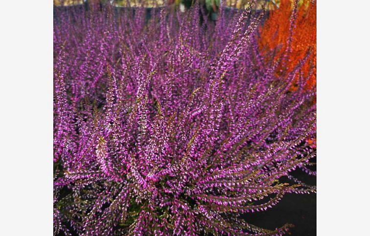 Vres Garden Girls farbený fialový, kont. p11