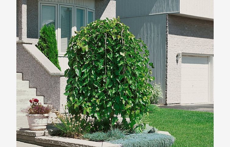 Moruša biela Pendula na kmienku, výška 130-150 cm, obvod kmeňa 6-8cm, kont. 15 l