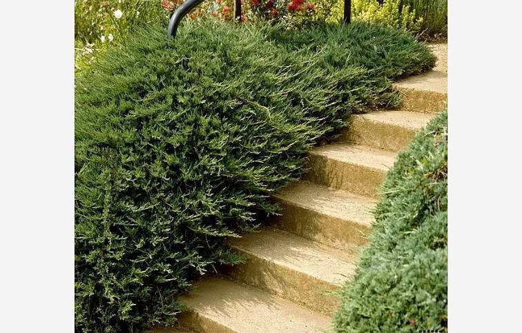 Borievka obyčajná Repanda, kont. 3 l