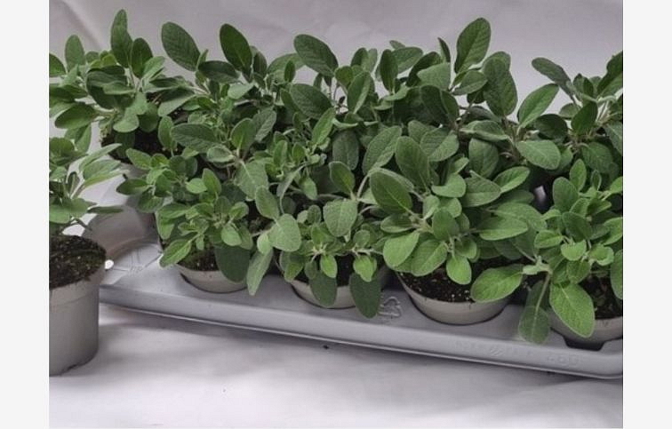 BIO Šalvia lekárska Silverdome, kont. p12