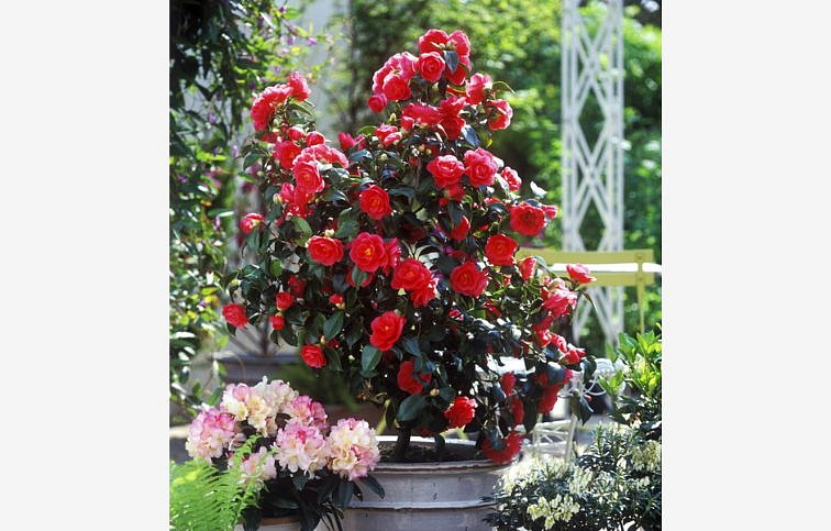 Kamélia japonská Lady Campbell 50-60 cm, kont. p15