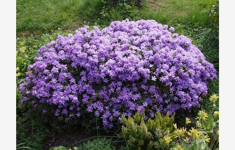 Rododendron drobnolistý Azurika 20-30 cm, kont. p17