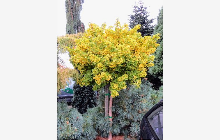 Ginko dvojlaločné MARIKEN na cca 90cm kmienku, výška 120-130 cm, kont. 15 l