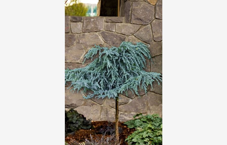 Céder himalájsky FEELING BLUE na cca 90 cm kmienku, výška 100-120 cm, kont. 15-18 l