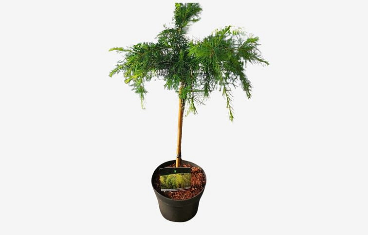 Céder himalájsky Golden Horizon na kmienku 50-60cm, kont. p23