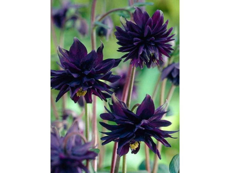 Orlíček obyčajný Black Barlow - Aquilegia, kont. 1 l