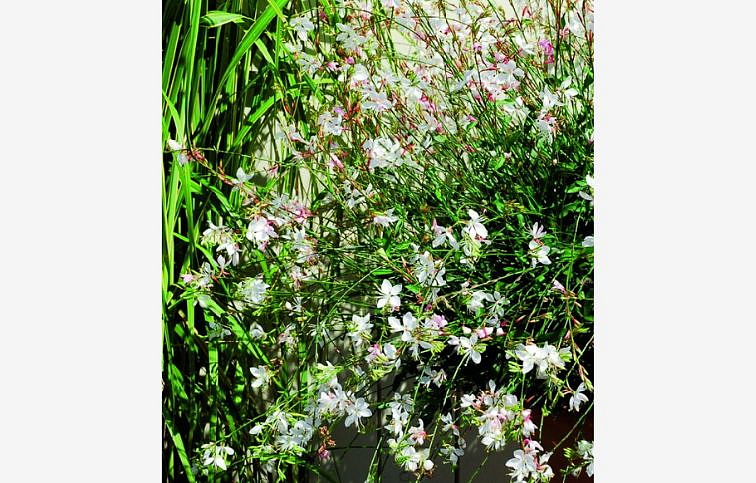 Gaura lindheimerova White Candle, kont. 0,5 l