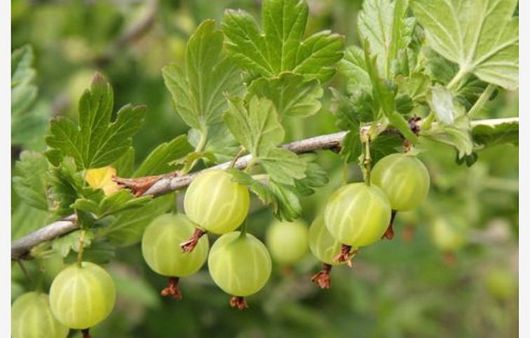 Egreš stromčekový Reflamba na cca 60cm kmienku, kont. 5 l