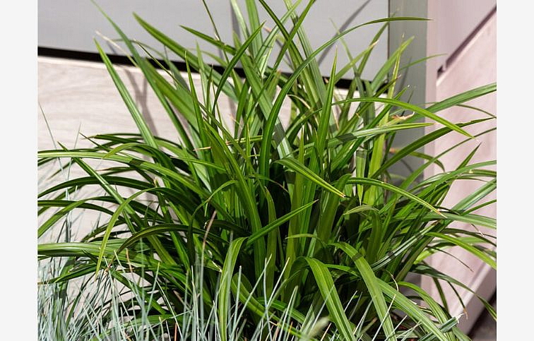 Ostrica japonská Irish Green - Carex morrowii, kont. 0,5 l