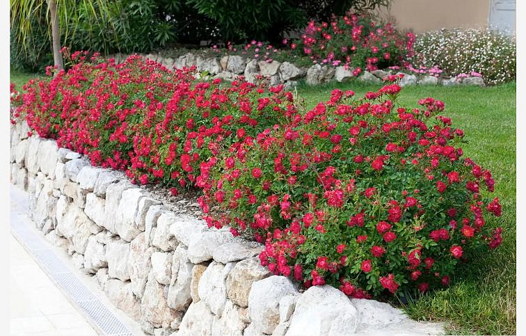 Ruža pôdopokryvná Drift Red - Rosa, kont. 2 l