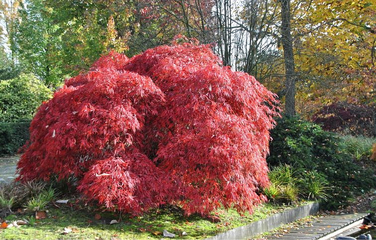 Javor dlaňolistý DISSECTUM GARNET 50-60 cm minikmeň, kont. 7 l
