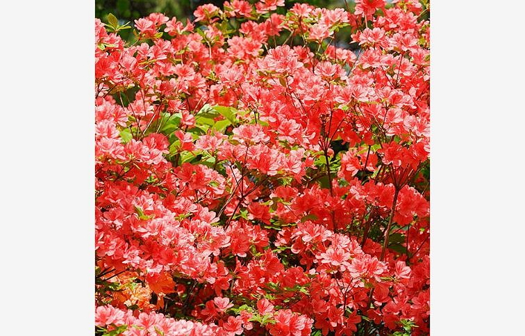 Azalka japonská Geisha Orange 40-70 cm, kont. 5 l